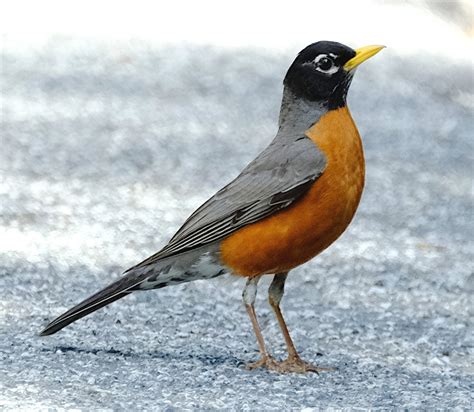Robin .